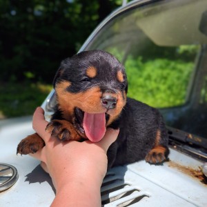 <?php echo $breed; ?> Puppy